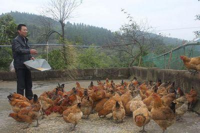 方瓜能喂鸡吃吗,鸡的天然美食探索